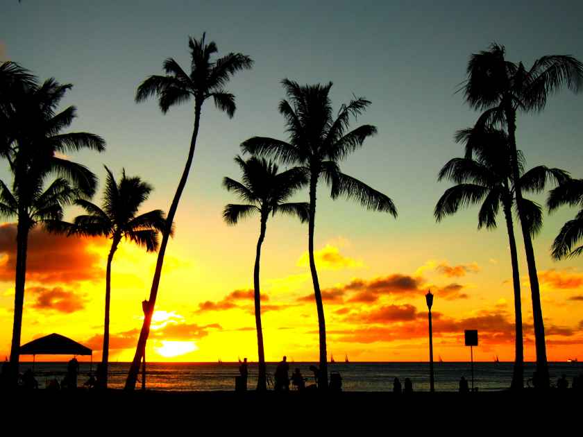 Palm Trees on the Beach