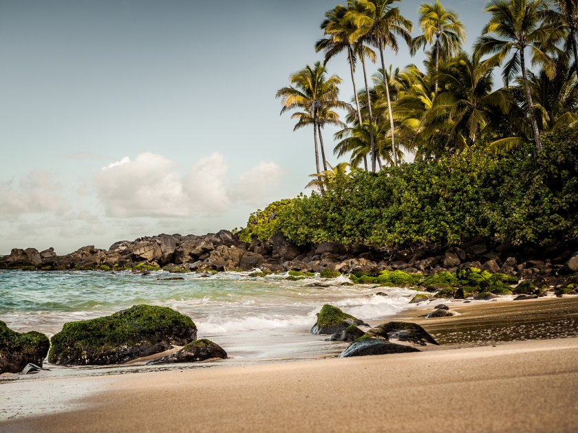 Relax with the palm trees. This is Laniakea Beach on Oahu. Also known as Turtle Beach to some. The Green Sea Turtles (Honu) come from the deep and bathe in the sun. This is a nice little rest.