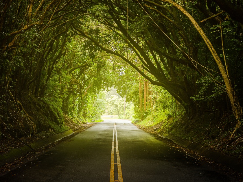 Hawaii Tree Forest Covering Nuuanu Pali Drive