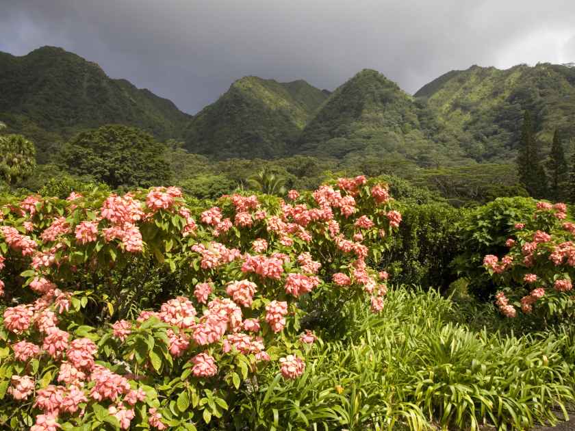 The Harold L Lyon Arboretum botanical gardens inland of Honolulu, Hawaii.