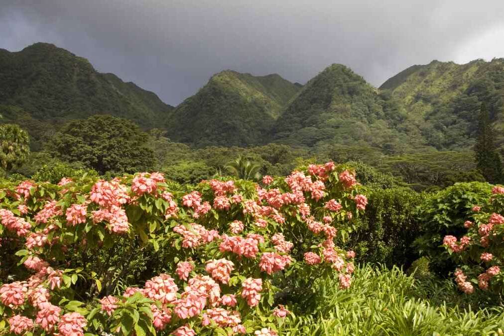 The Harold L Lyon Arboretum botanical gardens inland of Honolulu, Hawaii.