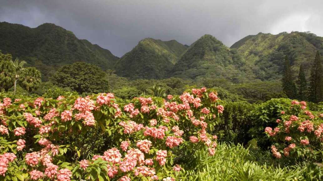 The Harold L Lyon Arboretum botanical gardens inland of Honolulu, Hawaii.