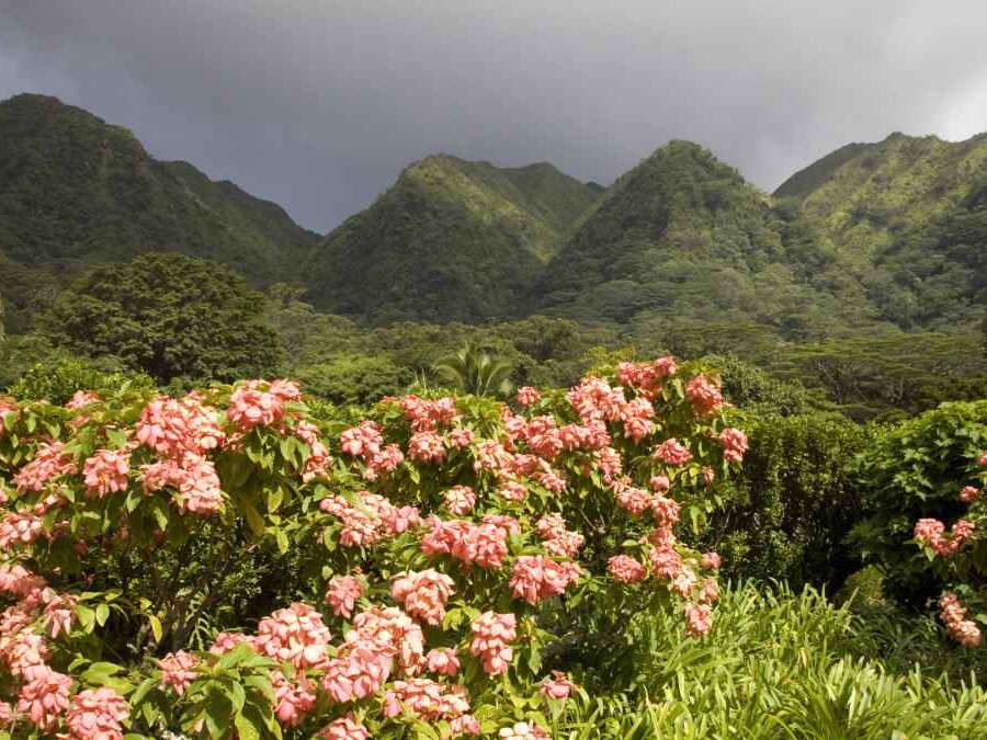 The Harold L Lyon Arboretum botanical gardens inland of Honolulu, Hawaii.