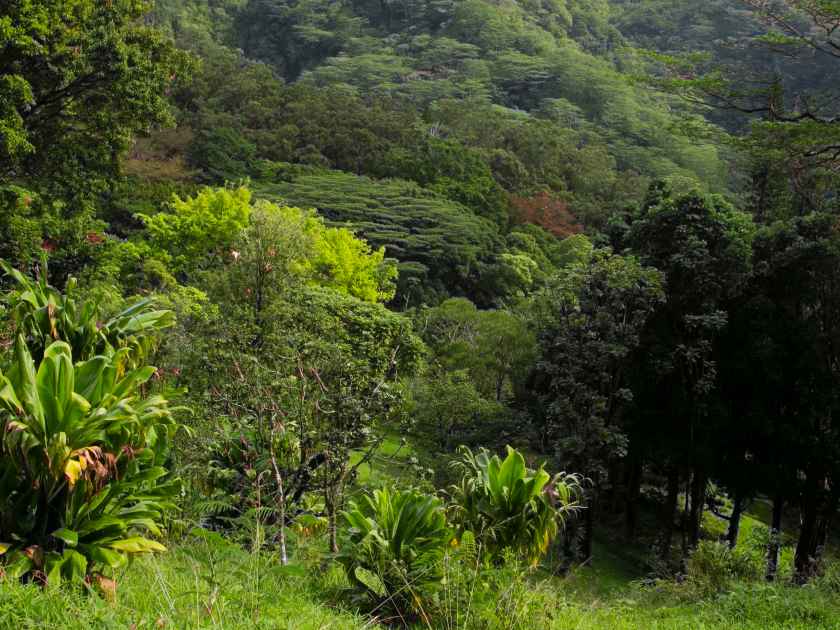 USA, Hawaii, Oahu, Honolulu. Lyon Arboretum landscape across Manoa Valley.