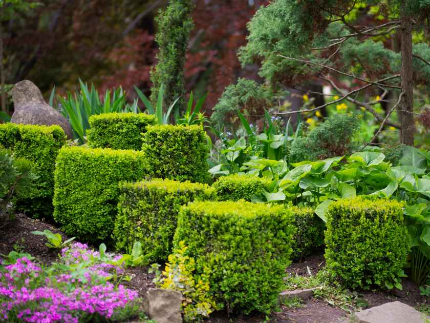 Beautifully trimmed boxwood bushes to the arboretum among various exotic plants