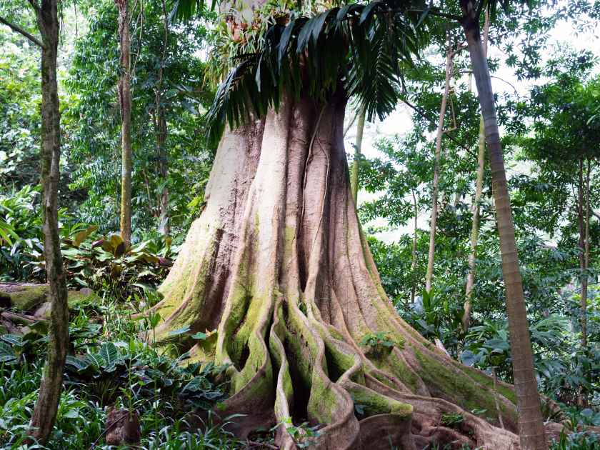 Large Ficus tree along trail at the Lyons Arboretum