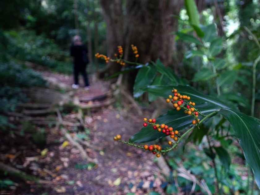 Hiking on the Lyons Arboretum trail