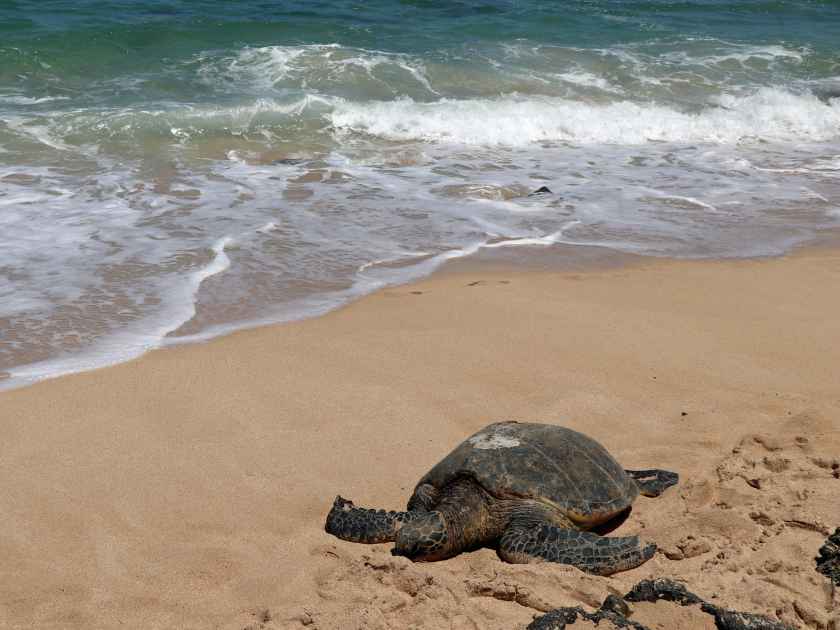 Sea turtles in Hawaii wildlife