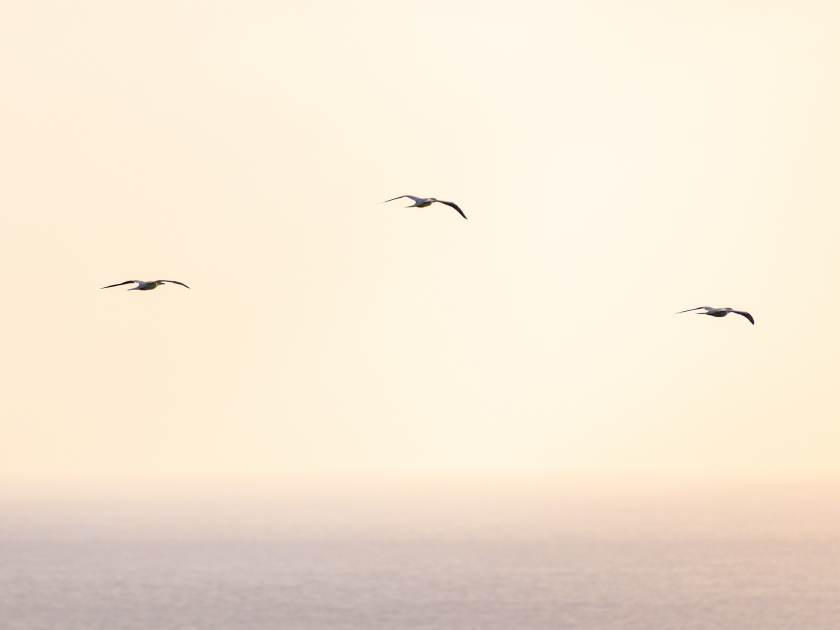 a minimalist golden Hawaiian seascape of three red-footed boobies flying high across the pacific ocean at sunrise