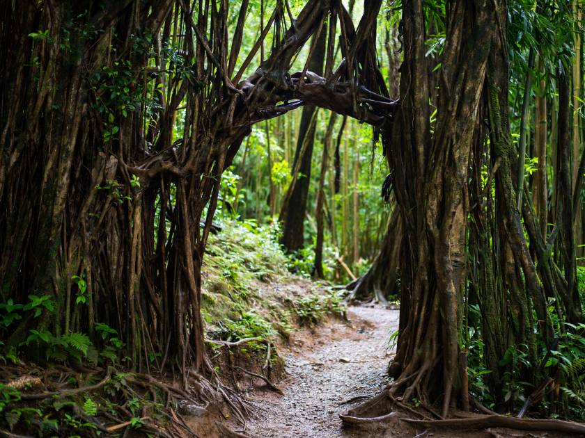 Forest path on the Manoa Falls Trail on the island of Oahu