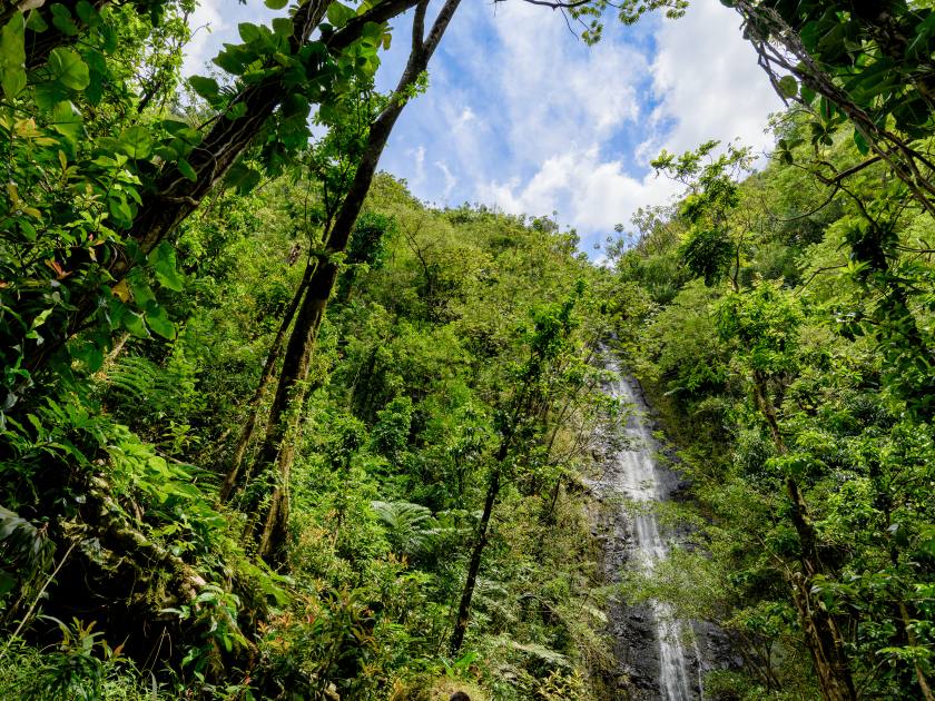 Manoa Falls in Oahu, Hawaii