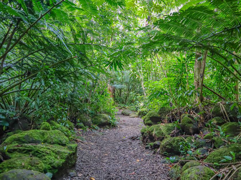 Hiking through the greenery at Manoa Falls in Honolulu Hawaii