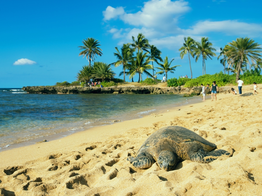 green sea-turtle at the beach of Haleiwa, Oahu, Hawaii