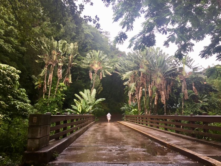 Walking through the rainforest in the Waimea Valley, Oahu Hawaii