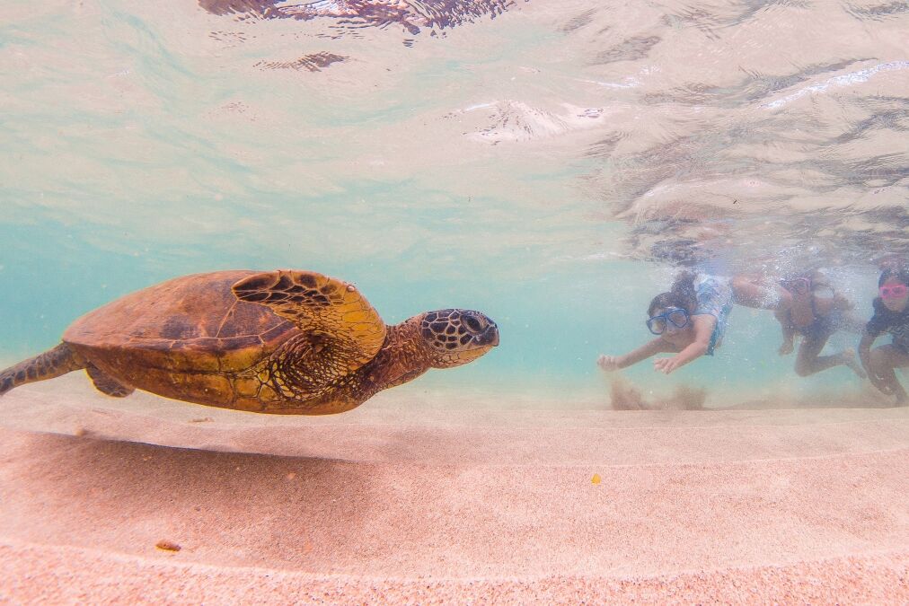 Hawaiian Green Sea Turtle cruises in the warm waters of Hawaii's Pacific Ocean