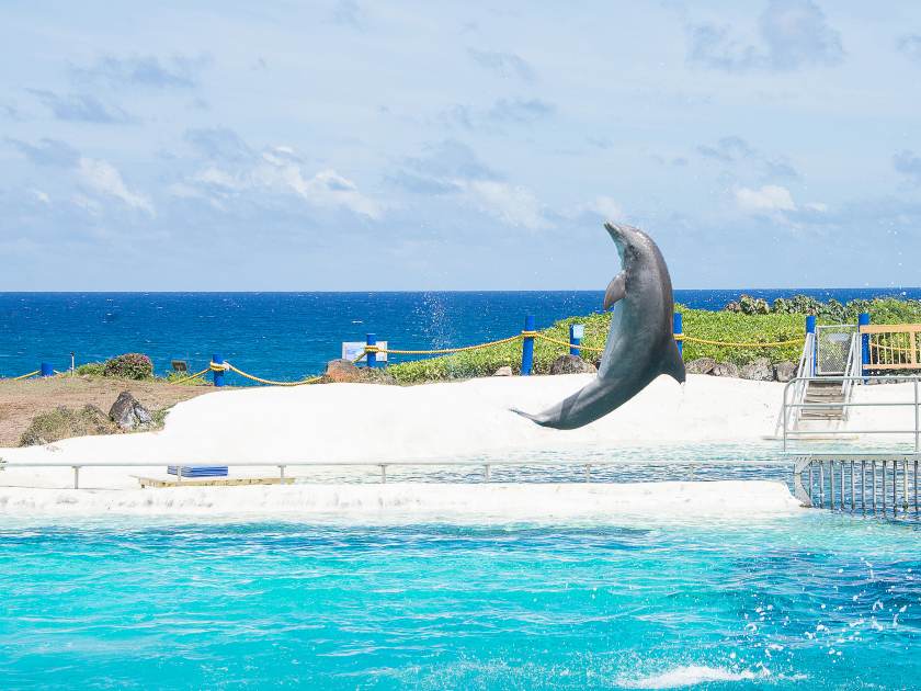 Jumping dolphins show on Hawaii islands near Honolulu
