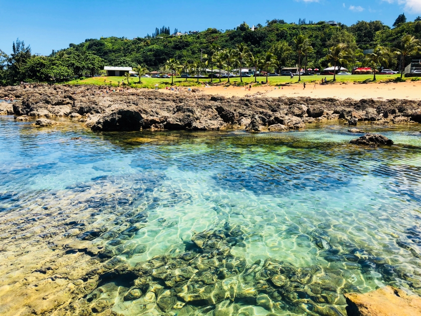 Shark's Cove North Shore