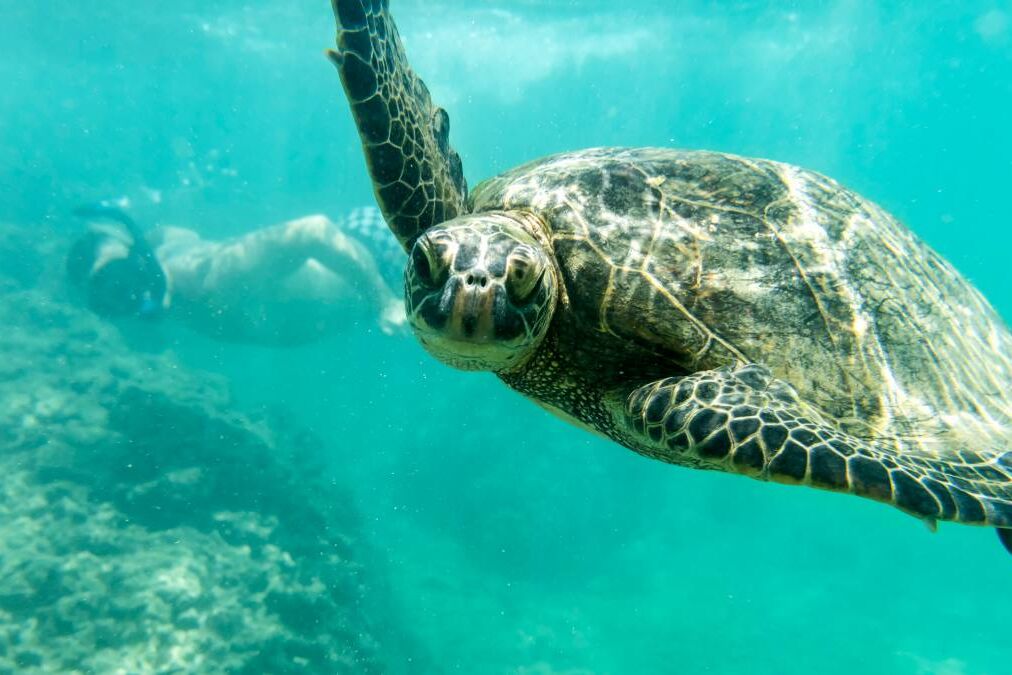 Young guy swimming with a sea turtle, Oahu Hawaii