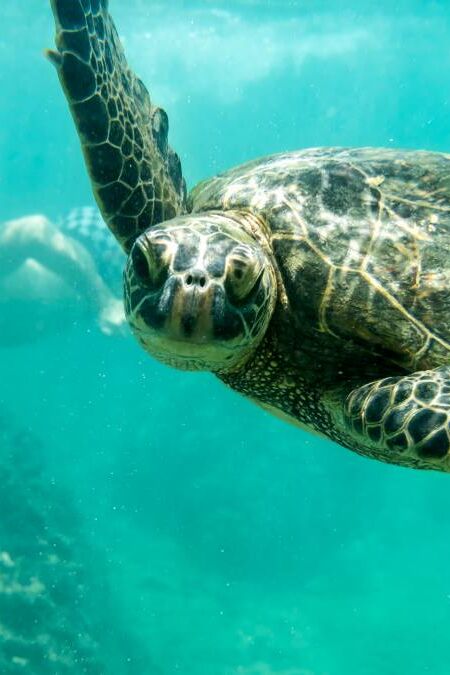 Young guy swimming with a sea turtle, Oahu Hawaii