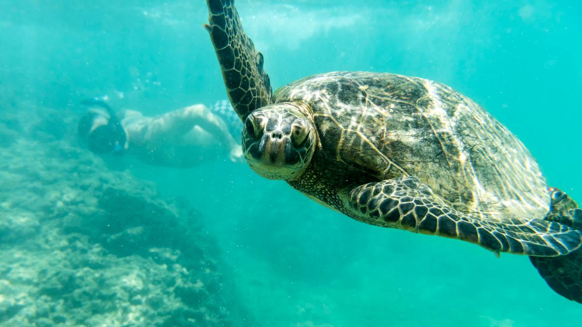 Snorkeling in Waikiki Hawaii Travel Guide