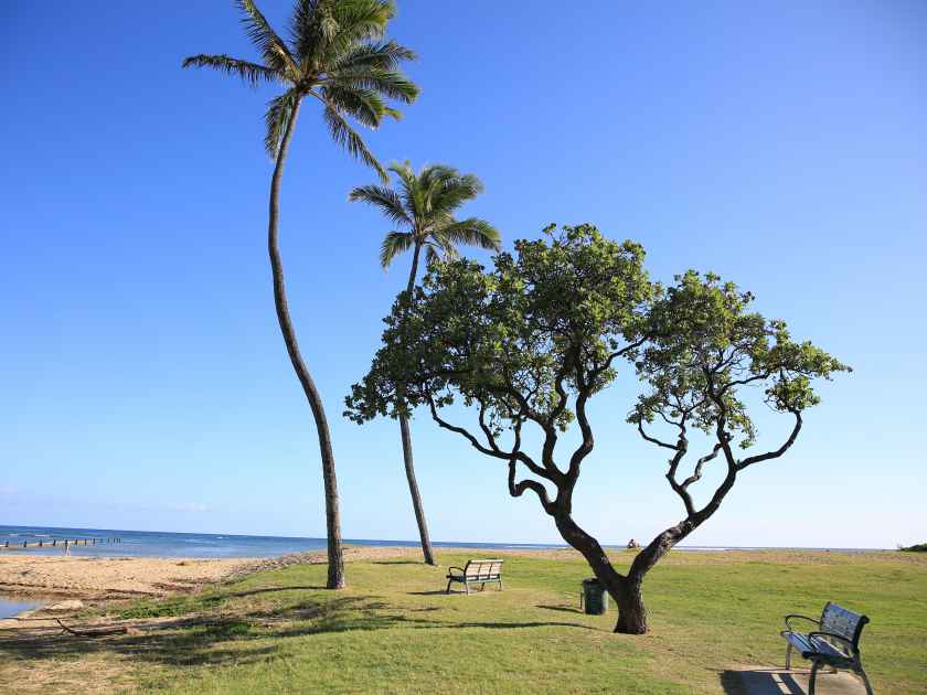 Beach Park Palm Tree Oahu Hawaii