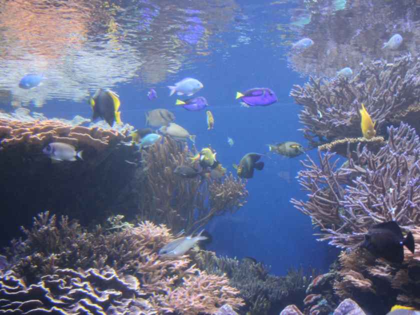 coral reef and fishes