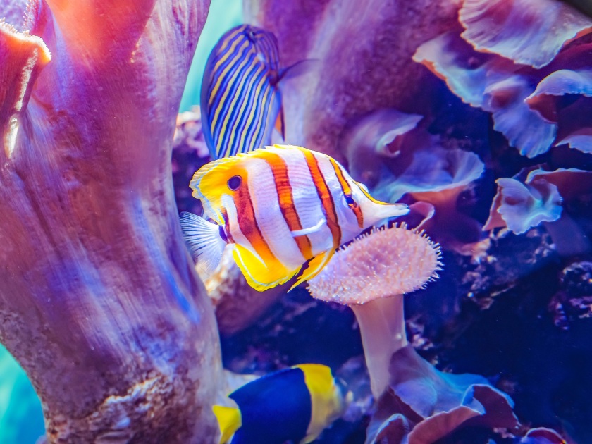 Colorful Copperband Butterfly Tropical Fish Chelmon rostratus Waikiki Oahu Hawaii.