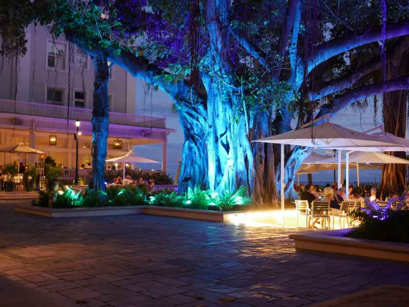 A banyan tree at night in Waikiki Beach on Oahu, Hawaii.