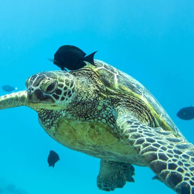 Sea Turtle, Oahu Hawaii