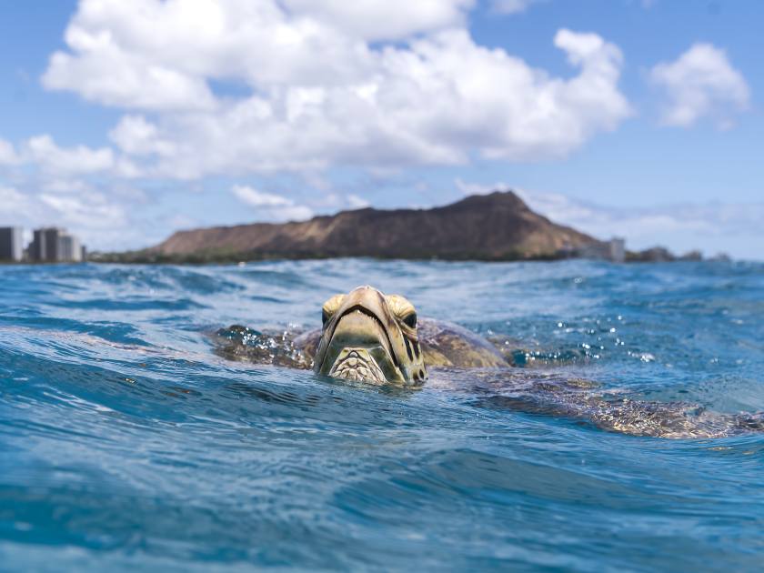 Sea Turtle, Waikiki Beach Hawaii