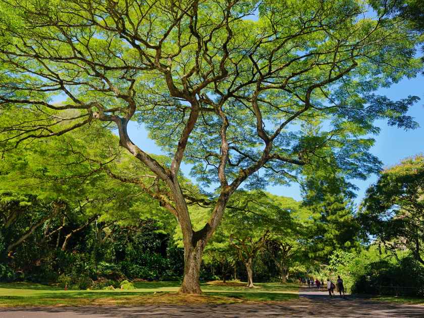 Beautiful tropical tree in Waimea Valley park on Oahu island