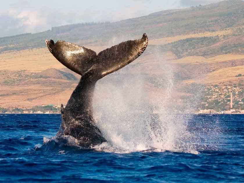 humpback whale tail slapping the tropical waters of hawaii