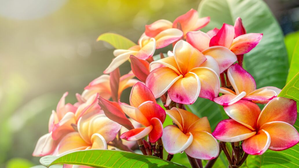 Close,Up,Plumeria,Flowers,In,The,Garden