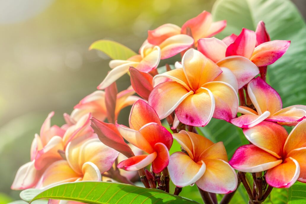 Close,Up,Plumeria,Flowers,In,The,Garden