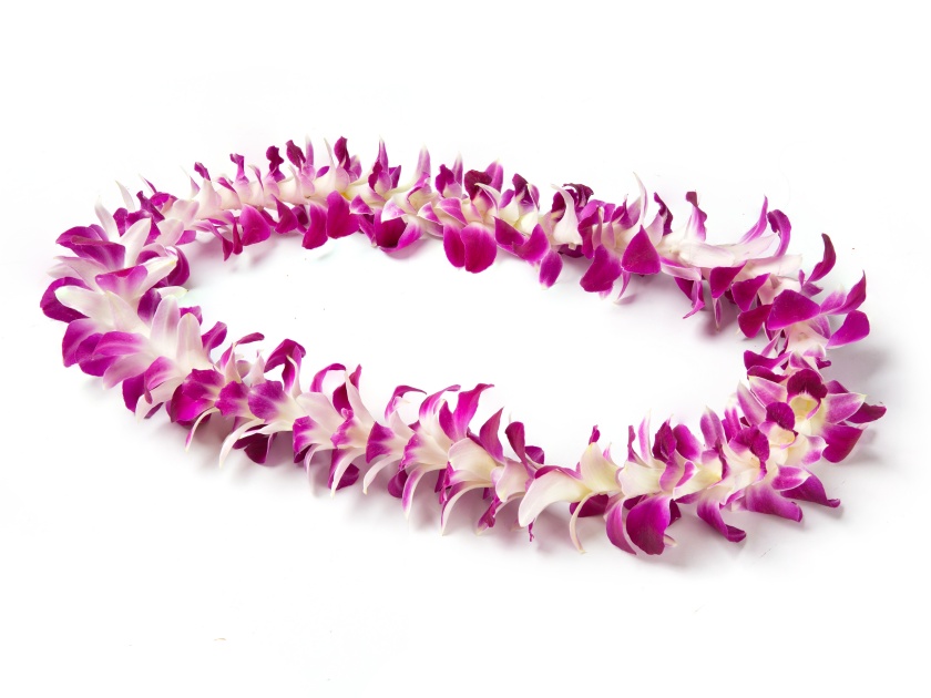 Single Strand Hawaii flowers lei necklace made from Orchid Flower, Dendrobium Hybrid Pink, from Thailand on white background.