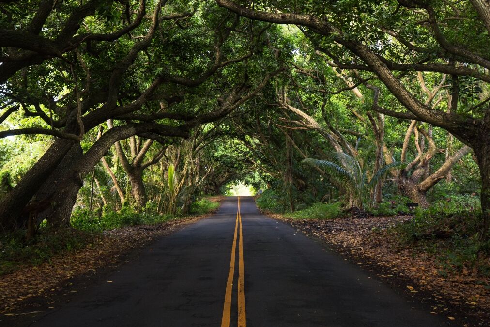 Road for Hana in the forest, hawaii, usa