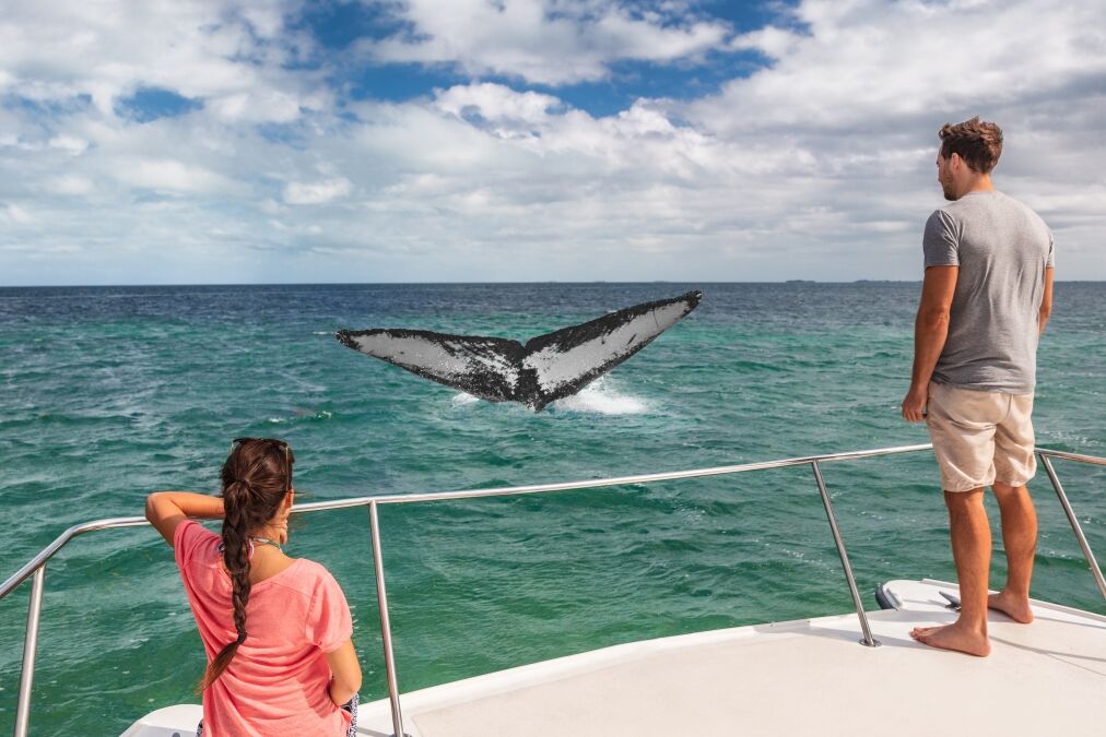 Whale watching boat tour tourists people on ship looking at humpback tail breaching ocean in tropical destination, summer travel vacation. Couple on deck of catamaran.