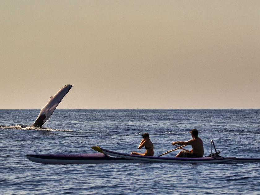 Humpback whale showing off for unidentifiable kayakers.