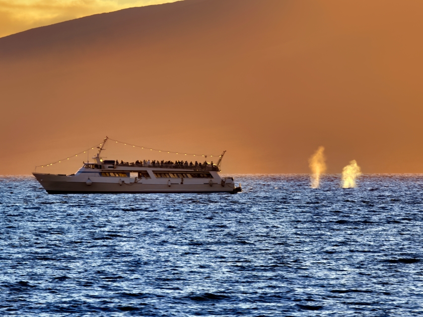 Distant view of a dinner cruise boat and humpback whales spouting at sunset on Maui.