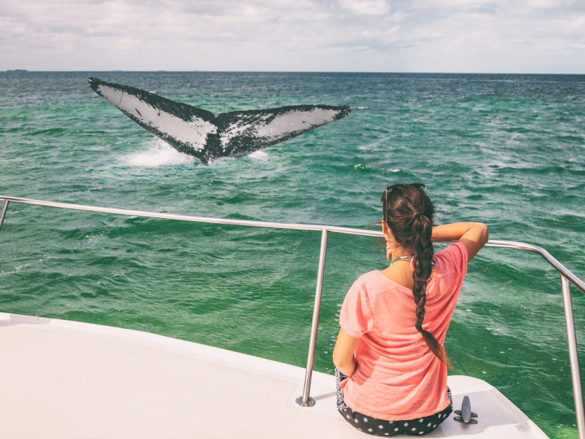 Whale watching boat tour tourist woman relaxing looking at humpback breaching flapping tail travel destination, summer vacation on deck of catamaran.