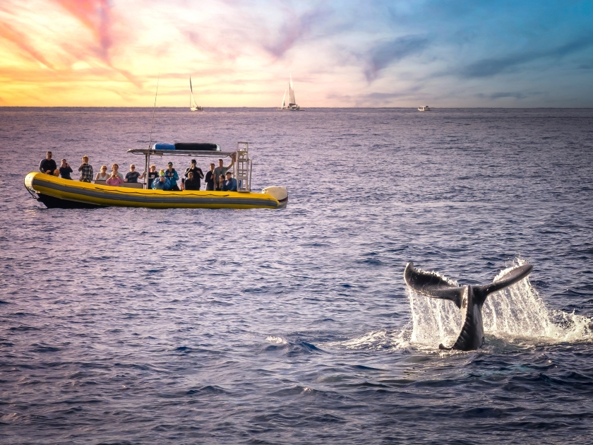 Whale watching in the hawaii islands