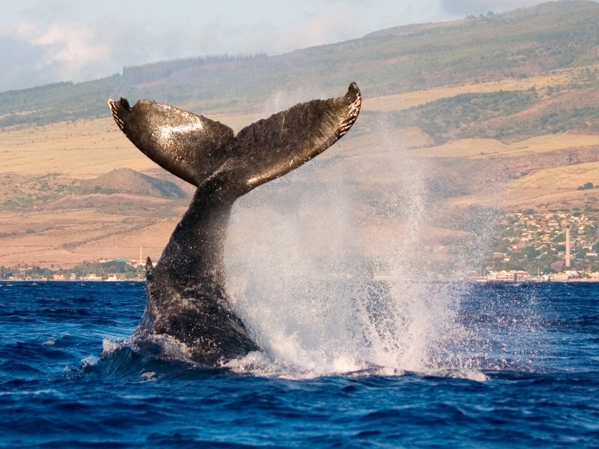humpback whale tail slapping the tropical waters of hawaii