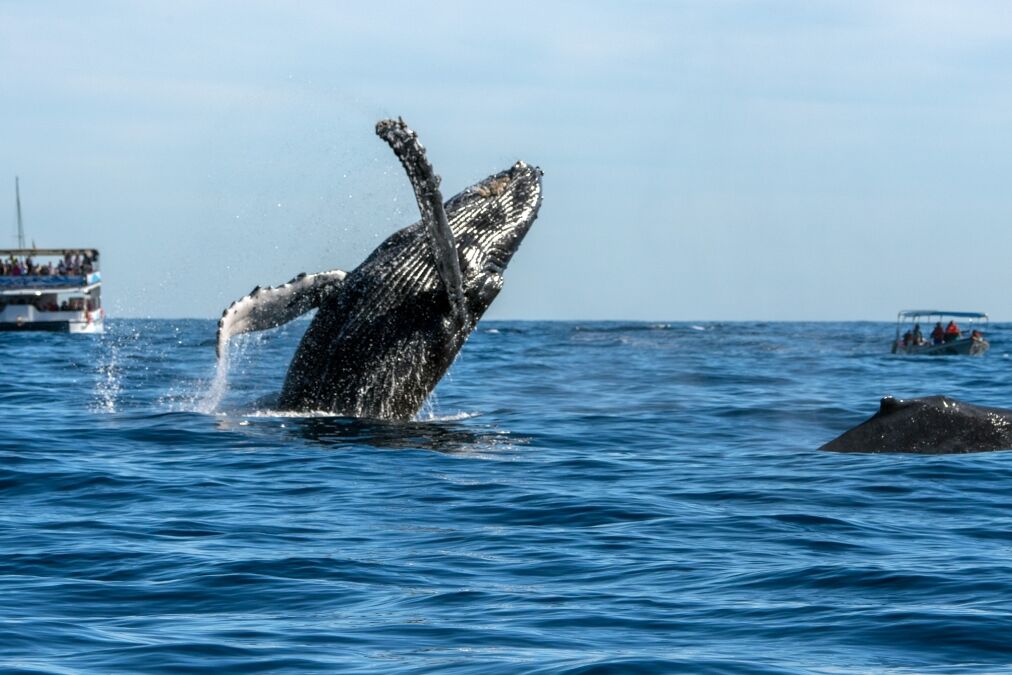 humpback whale breaching on pacific ocean background