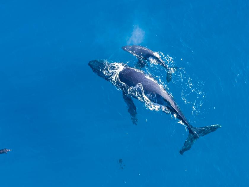 Humpback whales photographed from above with aerial drone off the coast of Kapalua, Hawaii. Mother whale and her calf splash in the warm Pacific waters as dolphins join in on the fun.