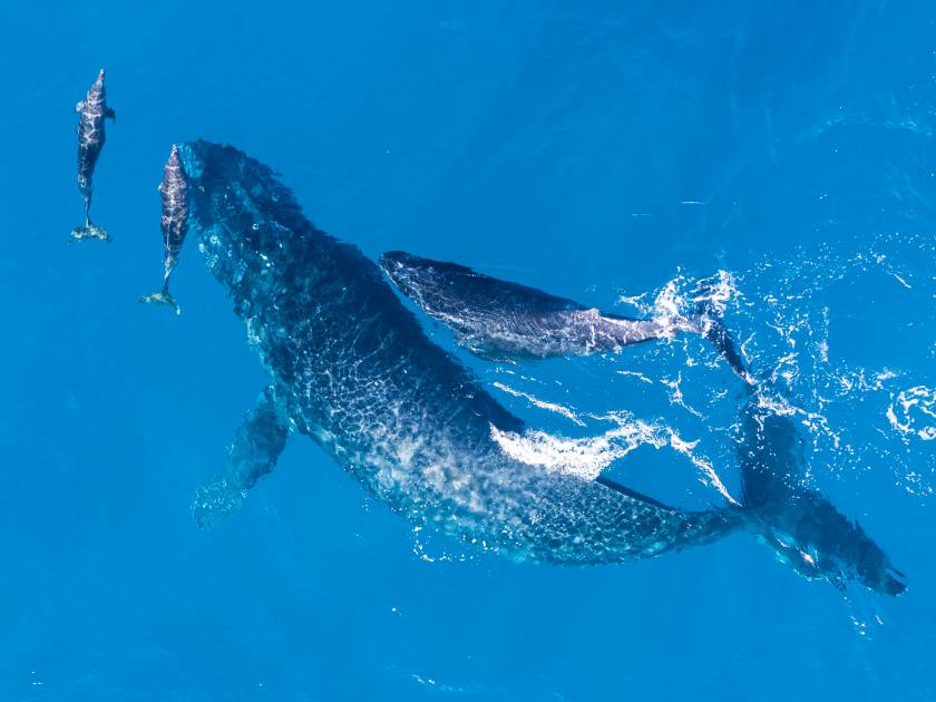 Humpback whales photographed with aerial drone off the coast of Kapalua, Hawaii. Mother whale and her calf splash in the warm Pacific waters as two dolphins join in on then fun.