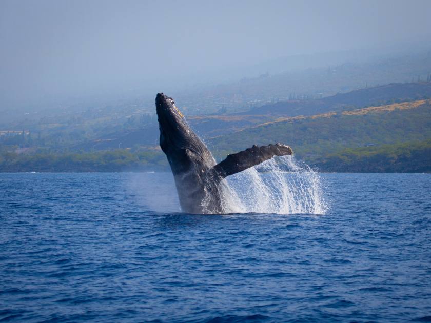 Humpback whale breaching, Kona, Hawaii