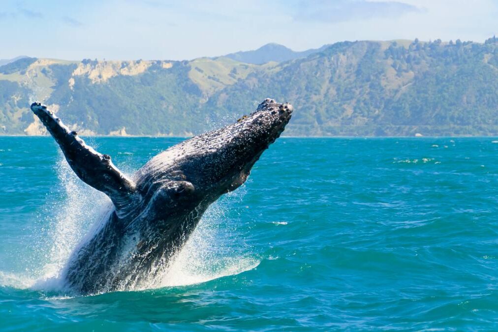 Massive humpback whale playing in water captured from Whale watching boat in Kaikoura, New Zealand. The animal is on its route to Australia