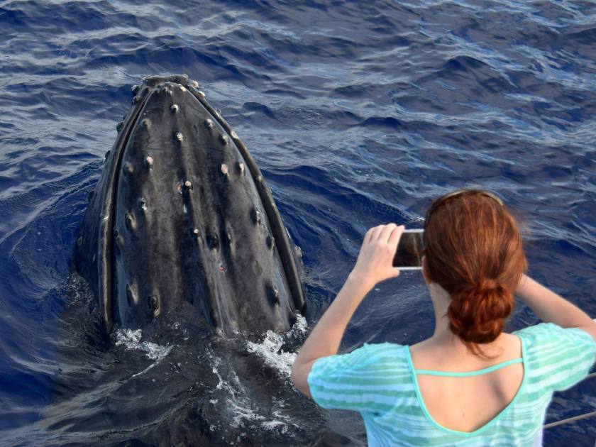 A surprise close-up encounter by a humpback whale enjoyed by whale watchers.