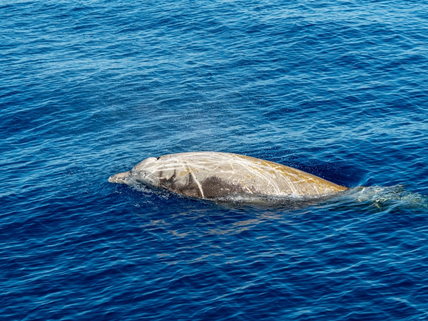 Dolphin name Cuvier's whale ultra rare to see