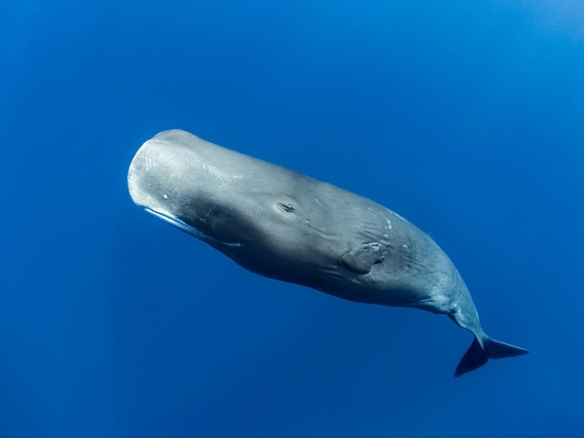 Sperm whale off the coast of Roseau, Dominica, in the Caribbean Sea